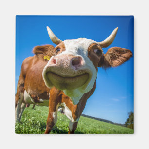 Imã Smiling Cow Magnet