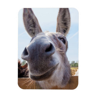 Ímã Smiling Donkey Magnet