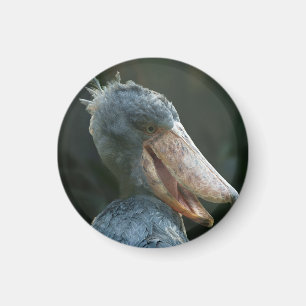 Imã Smiling Shoebill