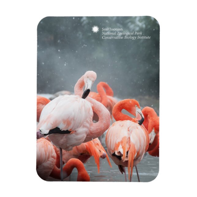 Ímã Smithsonian | Flamingos Na Neve (Vertical)