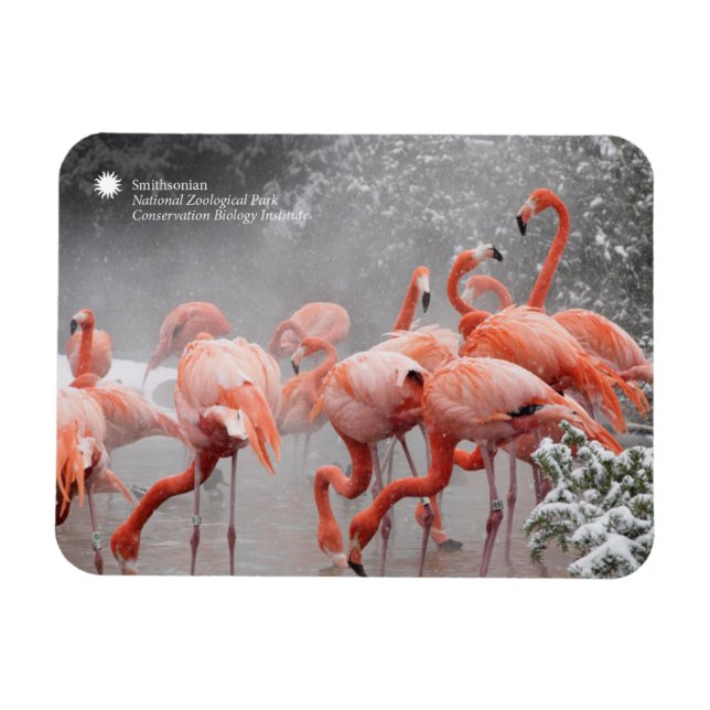 Ímã Smithsonian | Flamingos Na Neve (Horizontal)