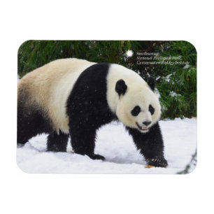 Ímã Smithsonian   Pandas Gigantes Na Neve