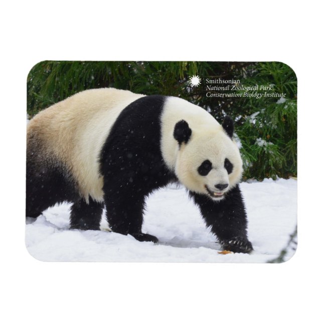 Ímã Smithsonian | Pandas Gigantes Na Neve (Horizontal)