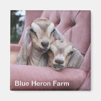 Imã Smooshie Baby Goat Magnet