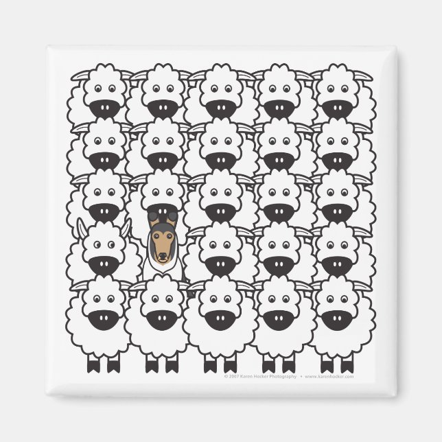 Imã Smooth Collie no Ovelo (Frente)