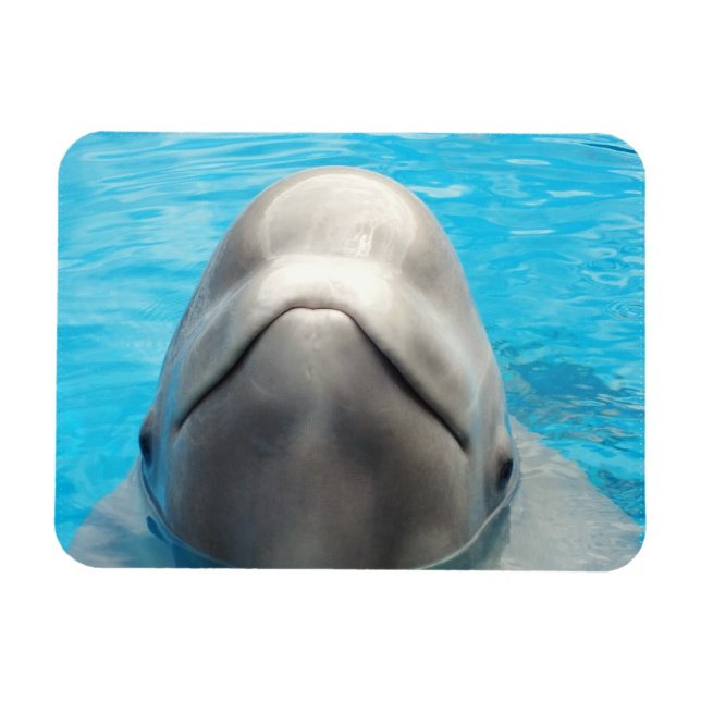 Ímã Smug Beluga Baleia Flexível (Horizontal)