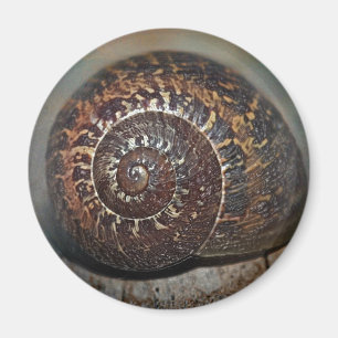 Imã Snail Shell