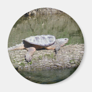 Imã Snapping Turtle