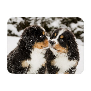 Ímã Sniff dos fantoches do cão de montanha de Bernese