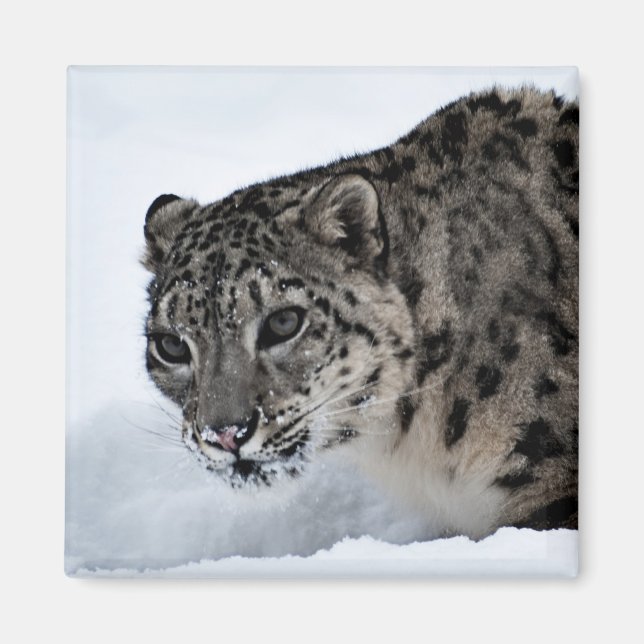 Imã Snow Lepard (Frente)