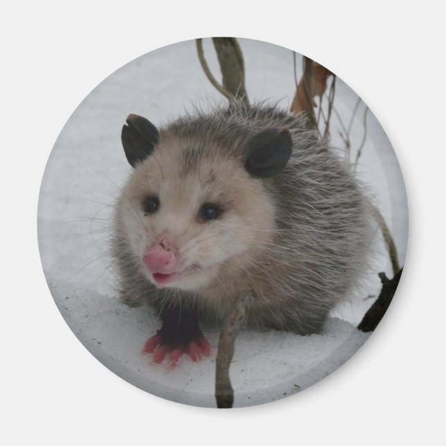 Imã Snow Possum (Frente)
