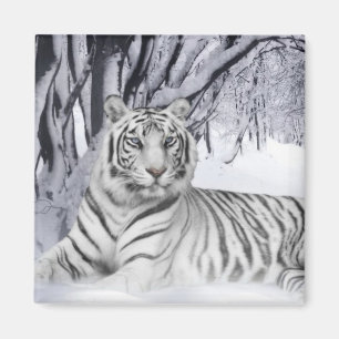 Imã Snow Tiger