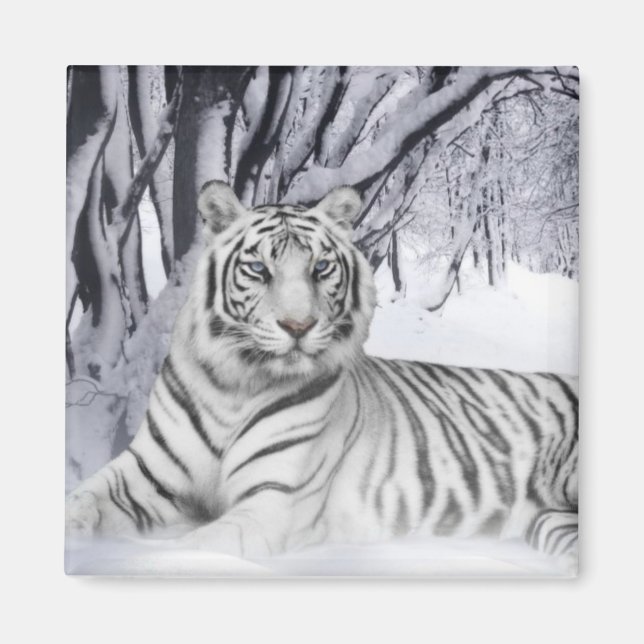 Imã Snow Tiger (Frente)
