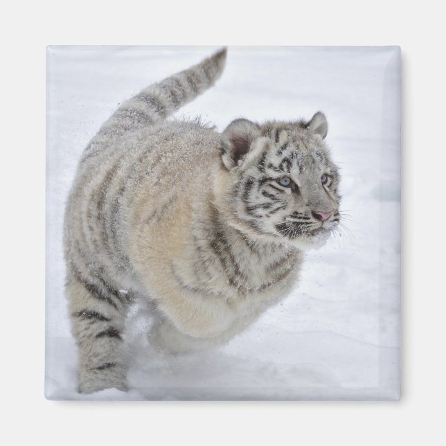 Imã Snow Tiger (Frente)