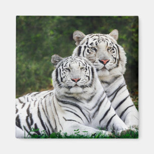Imã Snow Tiger