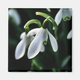 Imã Snowdrops