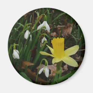 Imã Snowdrops e o Daffodil saltam cedo floral
