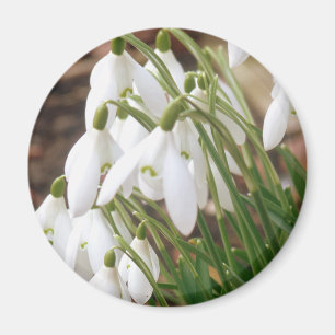 Imã Snowdrops impressionante