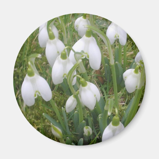 Imã Snowdrops Magnet (Frente)