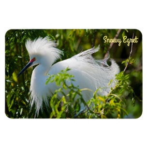Ímã Snowy Egret