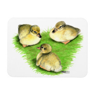 Ímã Snowy Mallard Ducklings