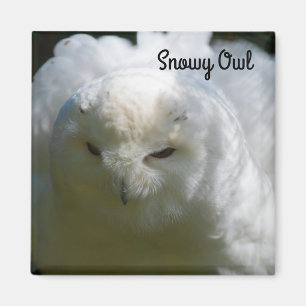 Imã Snowy Owl