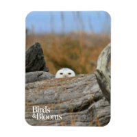 Snowy Owl