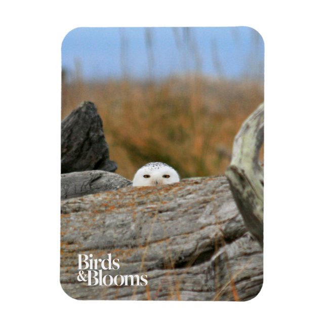 Ímã Snowy Owl (Vertical)