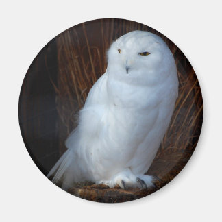 Imã Snowy Owl