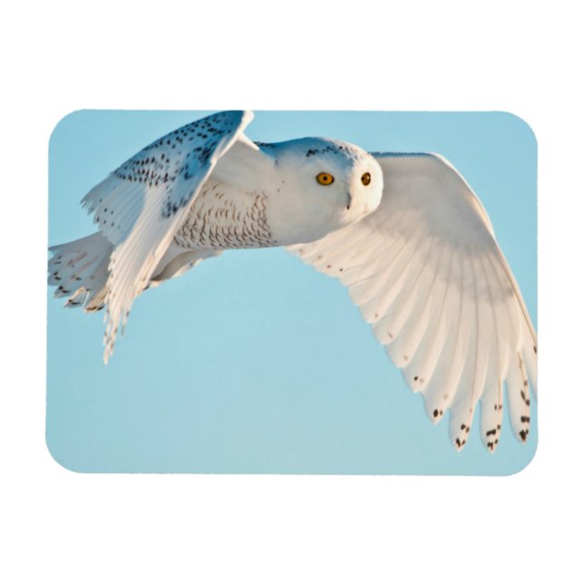 Ímã Snowy Owl em voo (Horizontal)