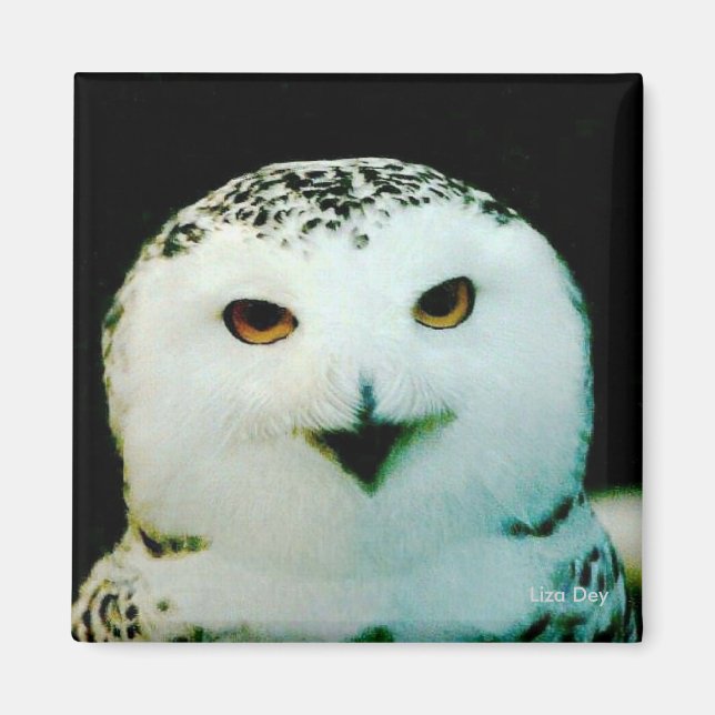 Imã Snowy Owl Magnet (Frente)
