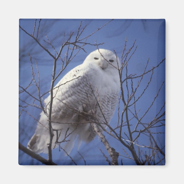 Imã Snowy Owl Magnet (Frente)