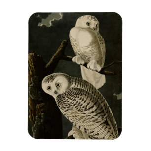Ímã Snowy Owl, Pássaros da América de John James Audub