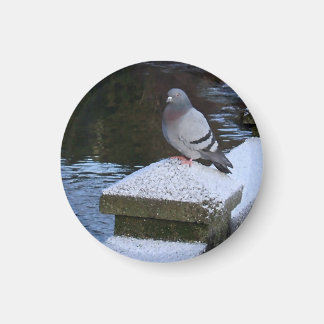 Imã Snowy Pigeon Magnet