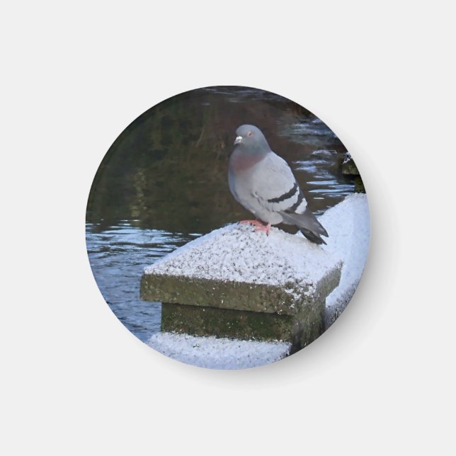 Imã Snowy Pigeon Magnet (Frente)