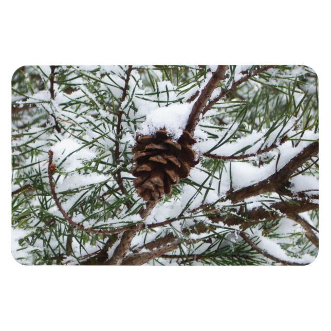Ímã Snowy Pine Cone II Fotografia de inverno (Horizontal)