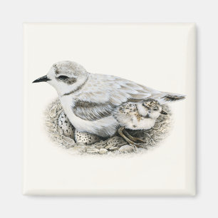 Imã Snowy Plover com Pintinho e Ovos Magnet