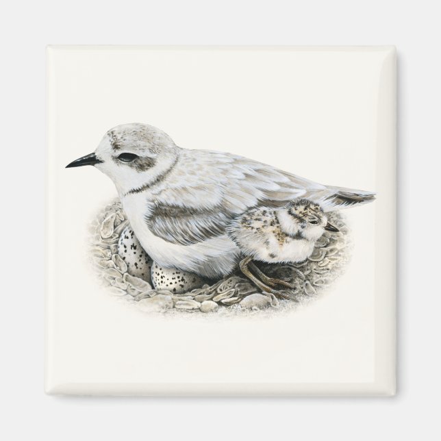 Imã Snowy Plover com Pintinho e Ovos Magnet (Frente)