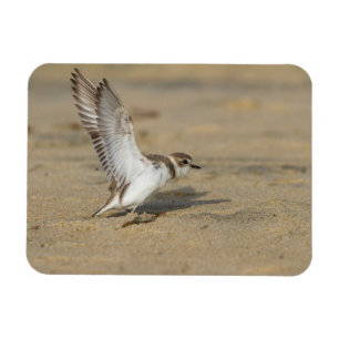Ímã Snowy Plover Stretch