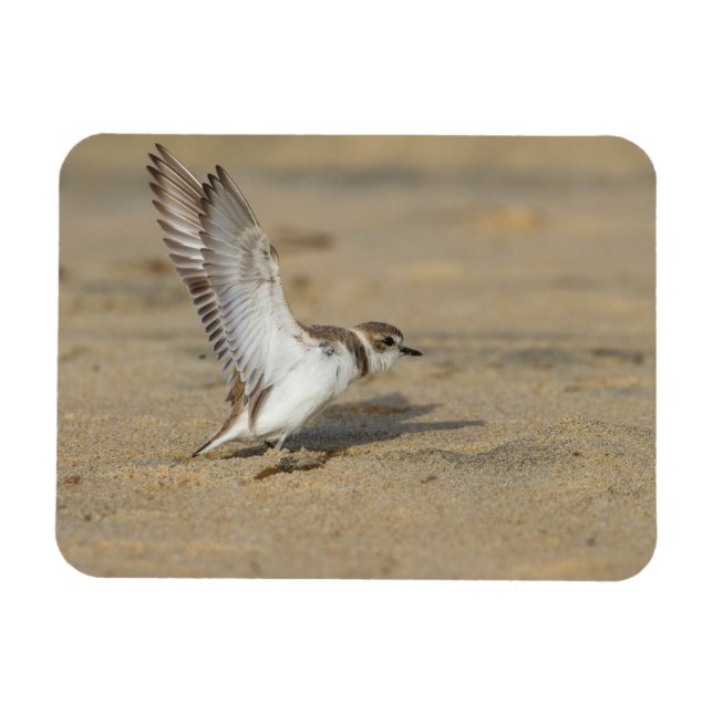 Ímã Snowy Plover Stretch (Horizontal)