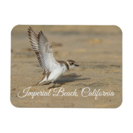 Ímã Snowy Plover Stretch Imperial Beach California