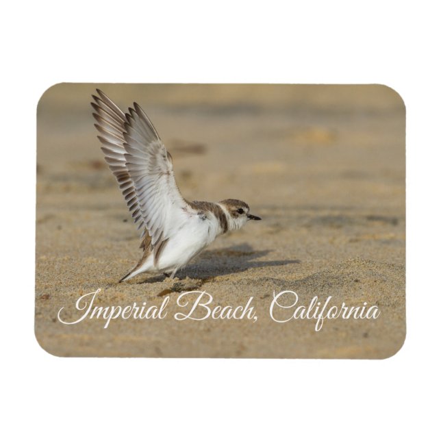 Ímã Snowy Plover Stretch Imperial Beach California (Horizontal)