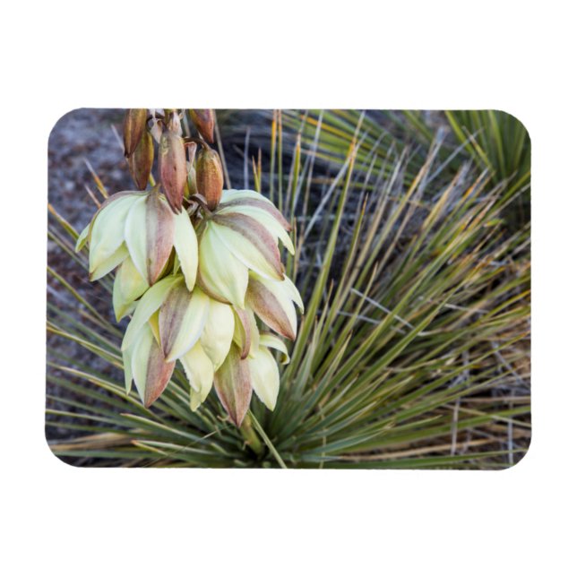 Ímã Soaptree Yucca Flores No Alto Missouri (Horizontal)