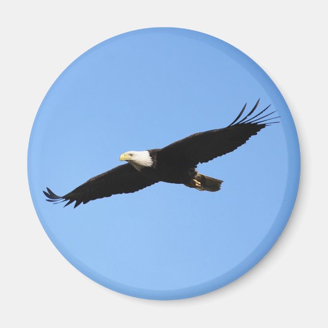 Imã Soar da águia-calda (Frente)