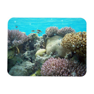 Ímã Sob Água, Coral Reef,