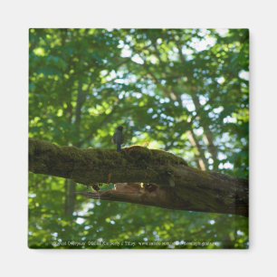 Imã Sobreposição de Floresta