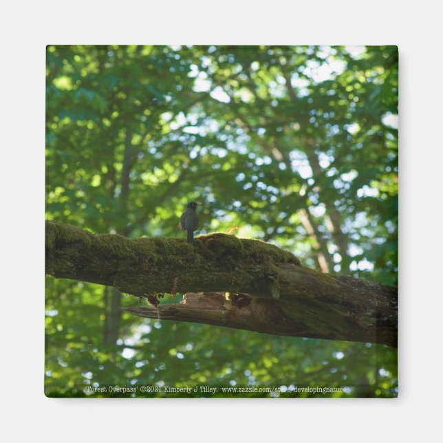 Imã Sobreposição de Floresta (Frente)