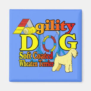 Imã Soft_Coated_Wheaten_Terrier_Agilidade