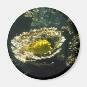 Imã Sol aplicação