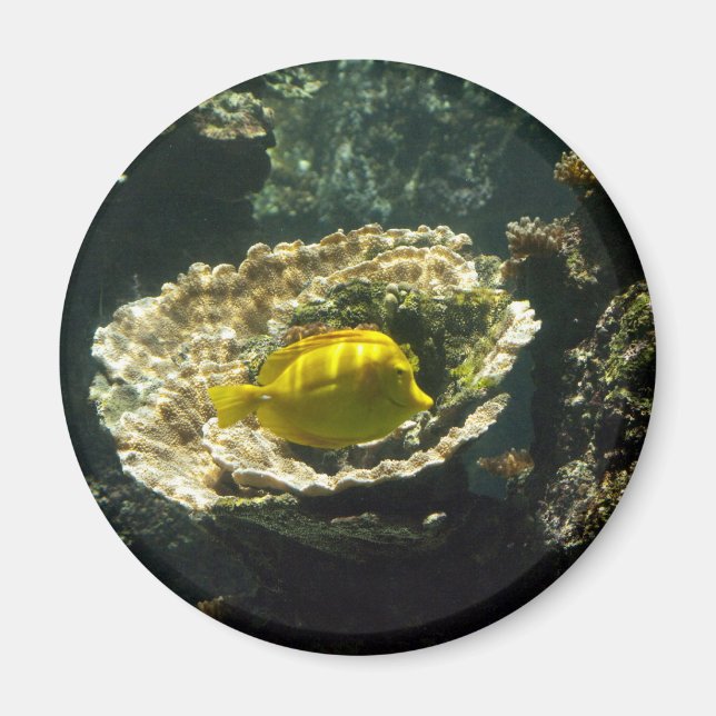 Imã Sol aplicação (Frente)